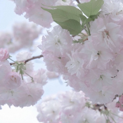 博尔塔拉福瑞交流群